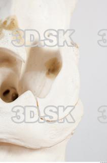 Skull photo reference 0026